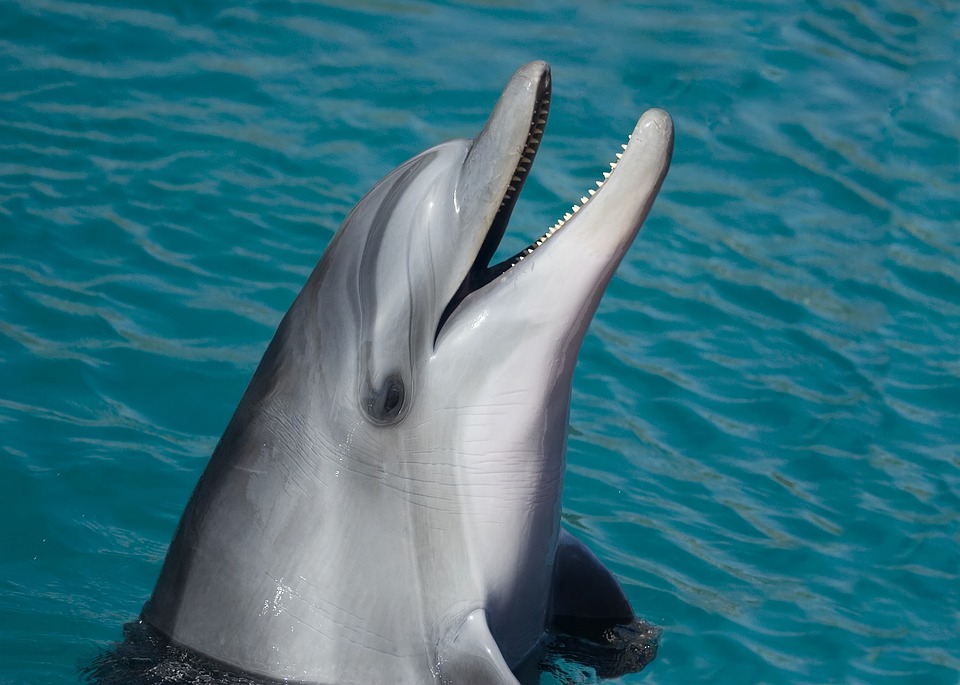 Sea Animal Dolphin Marine Smart