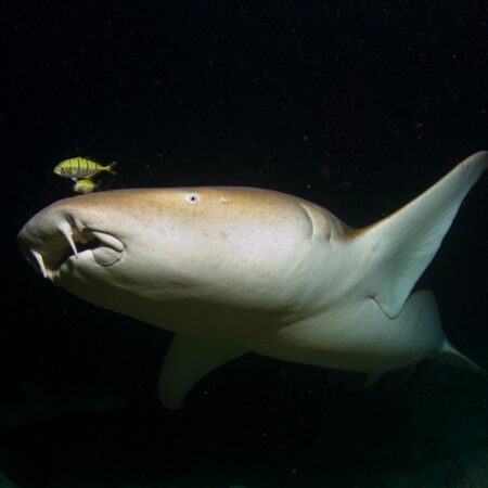 Biología y Diversidad de Tiburones, Rayas y Quimeras
